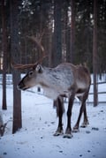 400m REINDEER SLEIGH RIDE ON A TRADITIONAL FARM + EXCURSION WITH BBQ IN VIKAKÖNGÄS