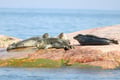 Helsinki Shore Excursion: Private 2-hour Helsinki Archipelago High-speed RIB Boat Cruise