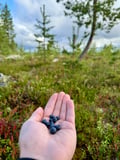 Reindeer, Berries & Fire: An Authentic Lapland Nature Experience
