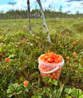Reindeer, Berries & Fire: An Authentic Lapland Nature Experience