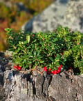 Reindeer, Berries & Fire: An Authentic Lapland Nature Experience