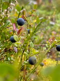 Reindeer, Berries & Fire: An Authentic Lapland Nature Experience
