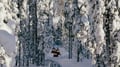Snowmobile Safari into the Arctic Circle Forest
