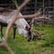 Authentic Reindeer Farm & Ranua Wildlife Park 