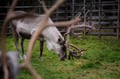 Authentic Reindeer Farm & Ranua Wildlife Park