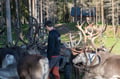 Reindeer Handicraft Workshop
