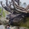 Authentic Reindeer Farm Experience in Summer & Autumn