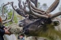 Reindeer & Husky Tour in Summer / Autumn