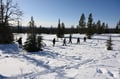 SNOWSHOEING IN NATIONAL PARK