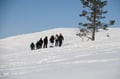 SNOWSHOEING IN NATIONAL PARK