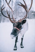 Private Reindeer Feeding Experience with Local Guide in Levi