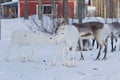 Private Reindeer Feeding Experience with Local Guide in Levi
