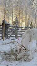 Private Reindeer Feeding Experience with Local Guide in Levi
