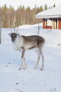 Private Reindeer Feeding Experience with Local Guide in Levi