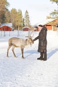 Private Reindeer Feeding Experience with Local Guide in Levi
