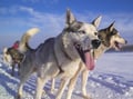 Husky Safari 5 km Self-Drive, Levi
