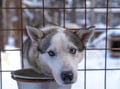 Husky Safari 5 km Self-Drive, Levi