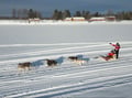 Husky Safari 10 km Self-Drive, Levi