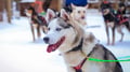 Husky Safari 5 km Self-Drive, Levi