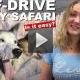 Husky Safari 10 km Self-Drive, Levi