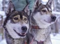 Husky Safari 10 km Self-Drive, Levi