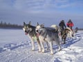 Husky Safari 5 km Self-Drive, Levi
