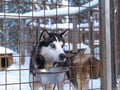 Husky Safari 5 km Self-Drive, Levi