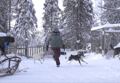 Husky Safari 10 km Self-Drive, Levi