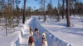 Husky Safari 5 km Self-Drive, Levi