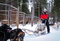 Husky Safari 5 km Self-Drive, Levi