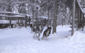 Husky Safari 10 km Self-Drive, Levi