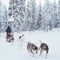 10 km Husky Ride in Lapland