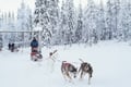 10 km Husky Ride in Lapland