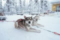 10 km Husky Ride in Lapland