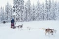 10 km Husky Ride in Lapland