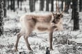 INTO THE WILD: PRIVATE SAFARI & Lunch by the Fire in Glass Igloo*
