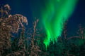 Polarman's camp and Snow Igloo Park Live ®