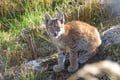 Rovaniemi: Ranua Arctic Wildlife Zoo Park Tour & Hot BBQ lunch