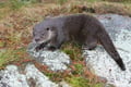 Rovaniemi: Ranua Arctic Wildlife Zoo Park Tour & Hot BBQ lunch