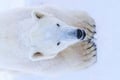 Rovaniemi: Ranua Arctic Wildlife Zoo Park Tour & Hot BBQ lunch
