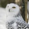 Rovaniemi: Ranua Arctic Wildlife Zoo Park Tour & Hot BBQ lunch 