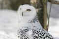 Rovaniemi: Ranua Arctic Wildlife Zoo Park Tour & Hot BBQ lunch