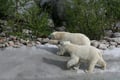Rovaniemi: Ranua Arctic Wildlife Zoo Park Tour & Hot BBQ lunch