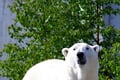 Rovaniemi: Ranua Arctic Wildlife Zoo Park Tour & Hot BBQ lunch