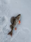 ICE FISHING EXPERIENCE ON A FROZEN LAKE