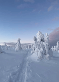 Riisitunturi National Park Hiking Tour from Rovaniemi – Small Group Day Trip