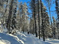 Riisitunturi National Park Hiking Tour from Rovaniemi – Small Group Day Trip