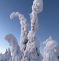 Riisitunturi National Park Hiking Tour from Rovaniemi – Small Group Day Trip