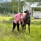 Morning Horse Ranch Experience - summer edition