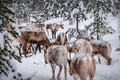 Magical Reindeer Sleigh Ride Levi